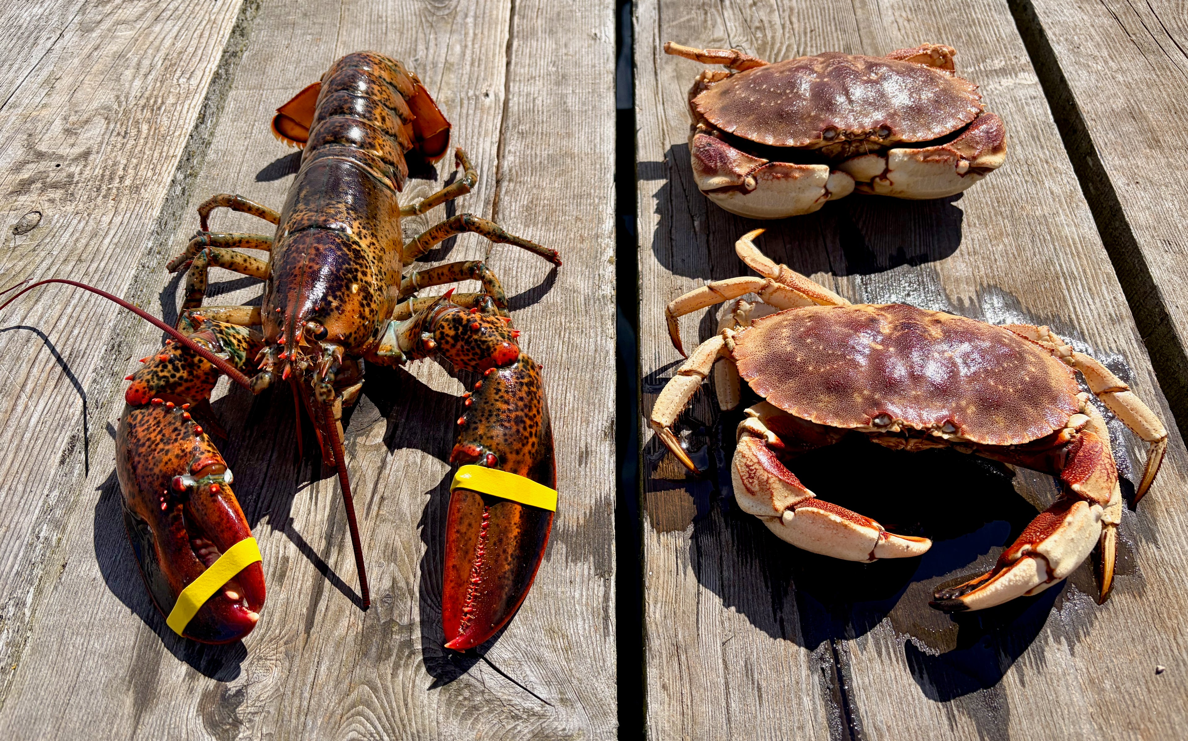Lobster and crabs on a wooden surface