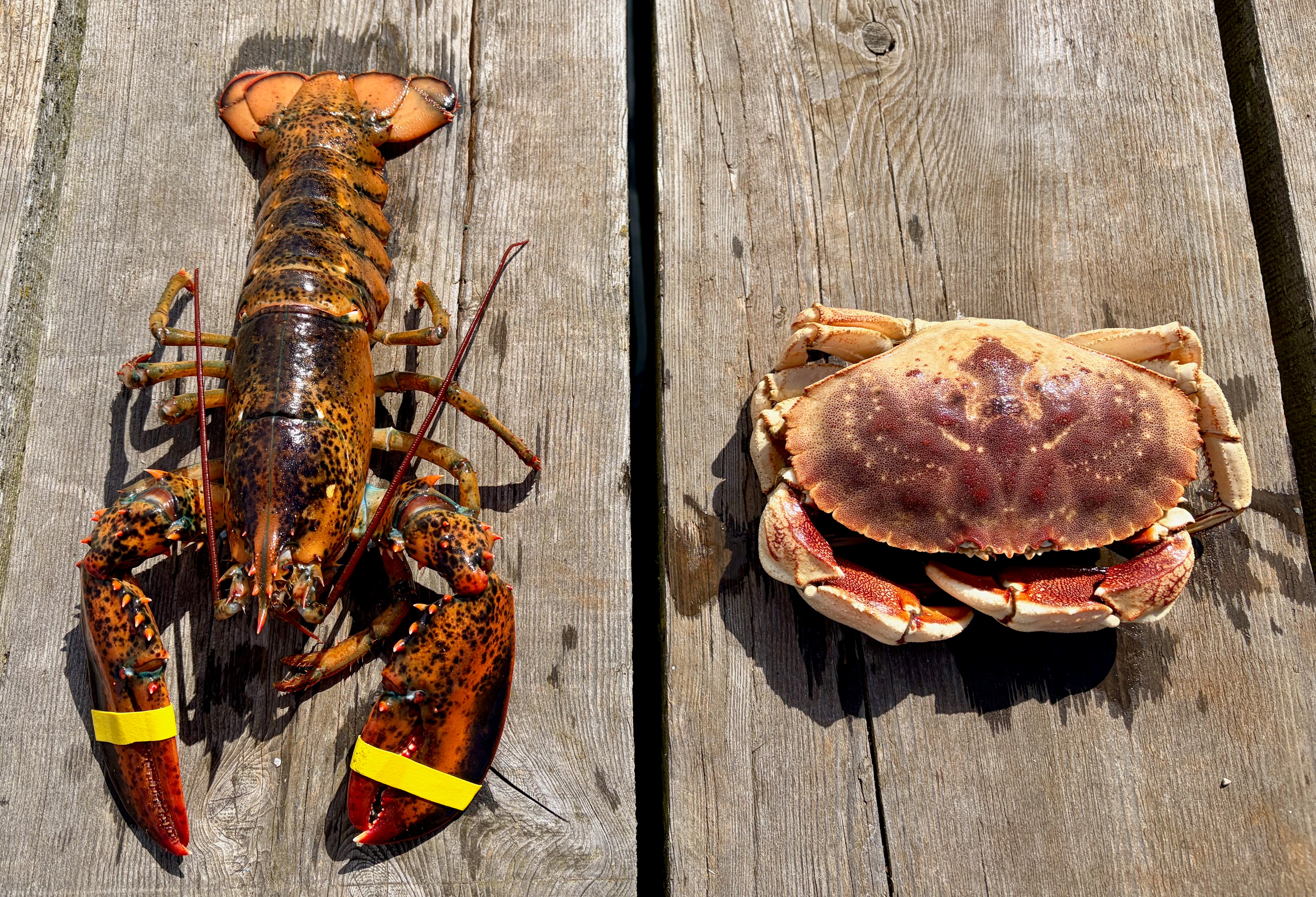 Lobster and crab on a wooden surface