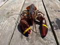 Live Lobster on Wooden Surface