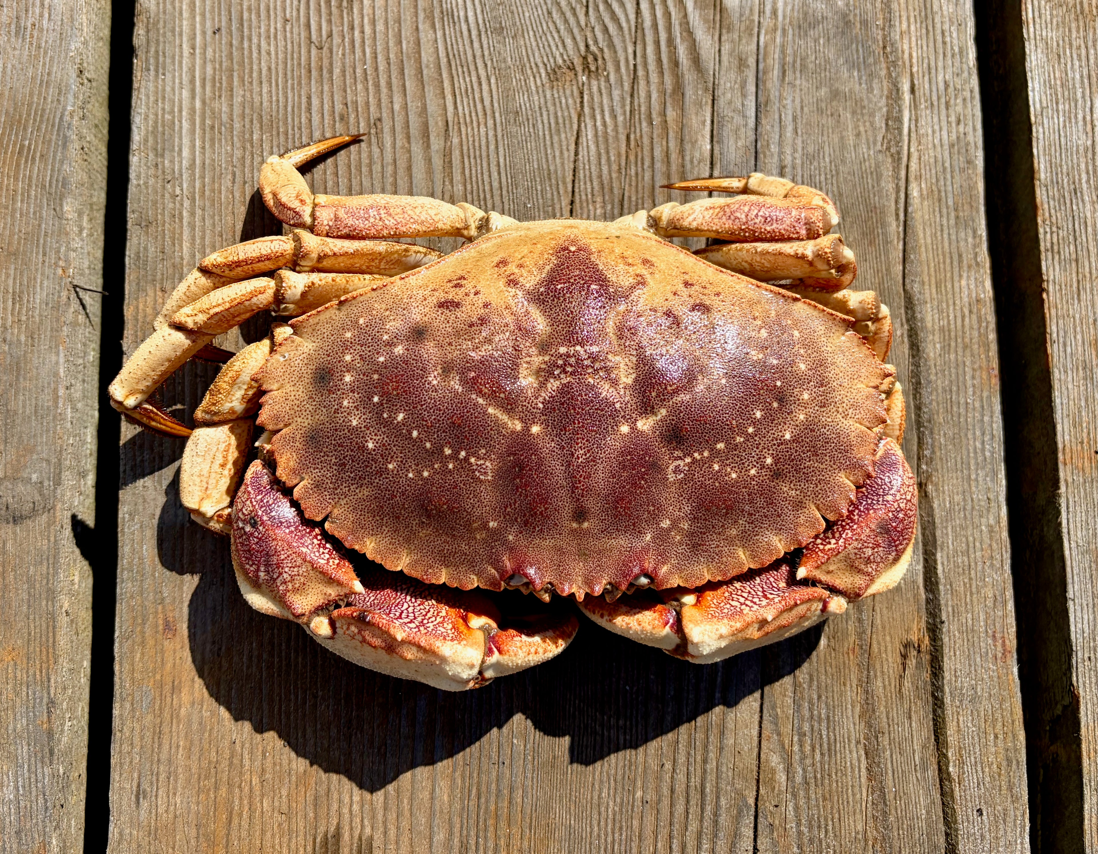Crab on a wooden surface