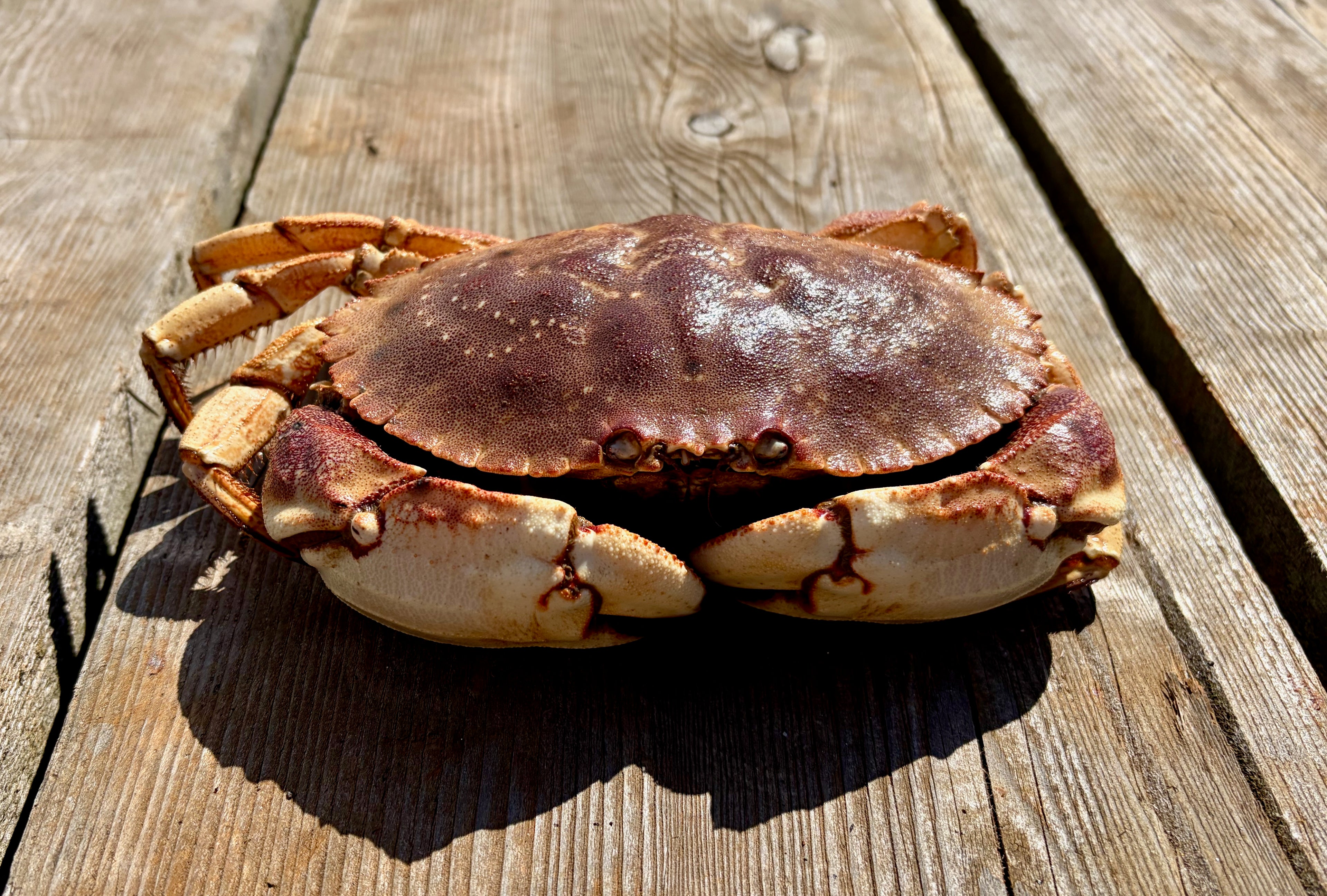 Crab on a wooden surface