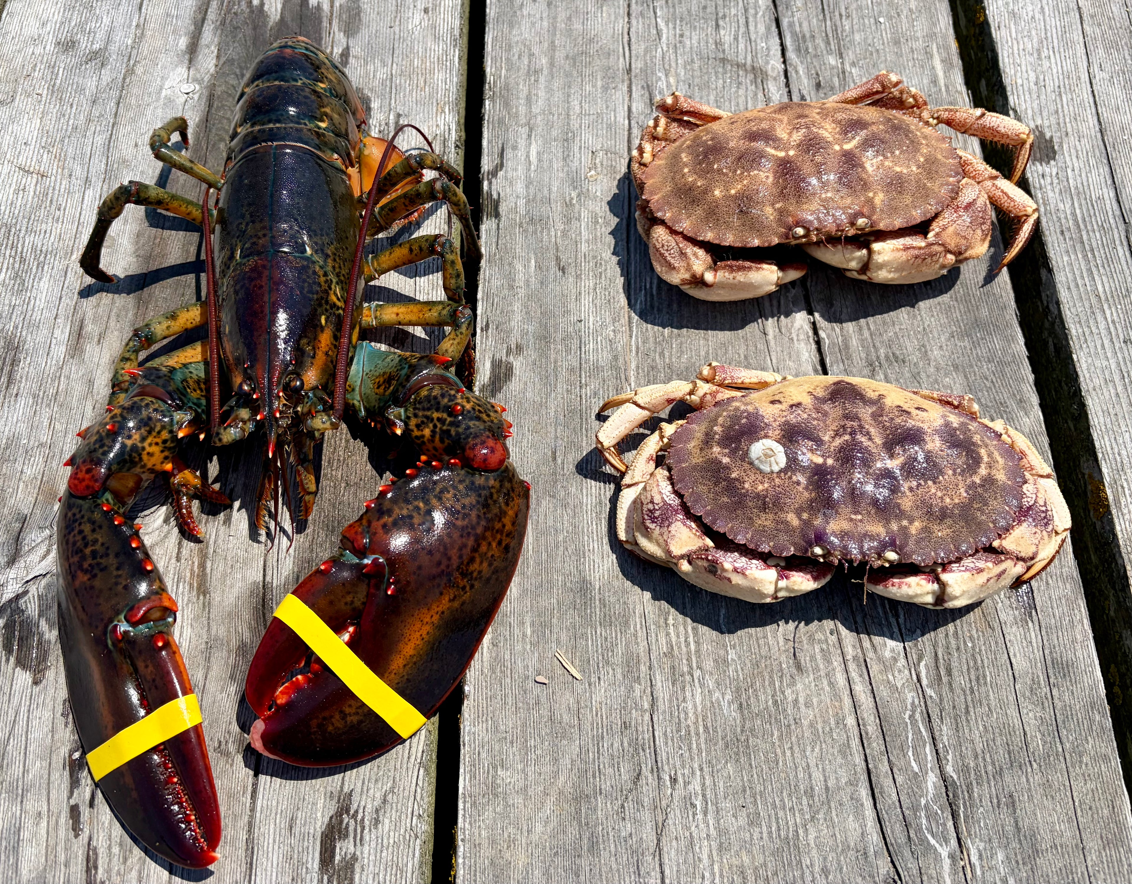 Shedder Meal | Adult