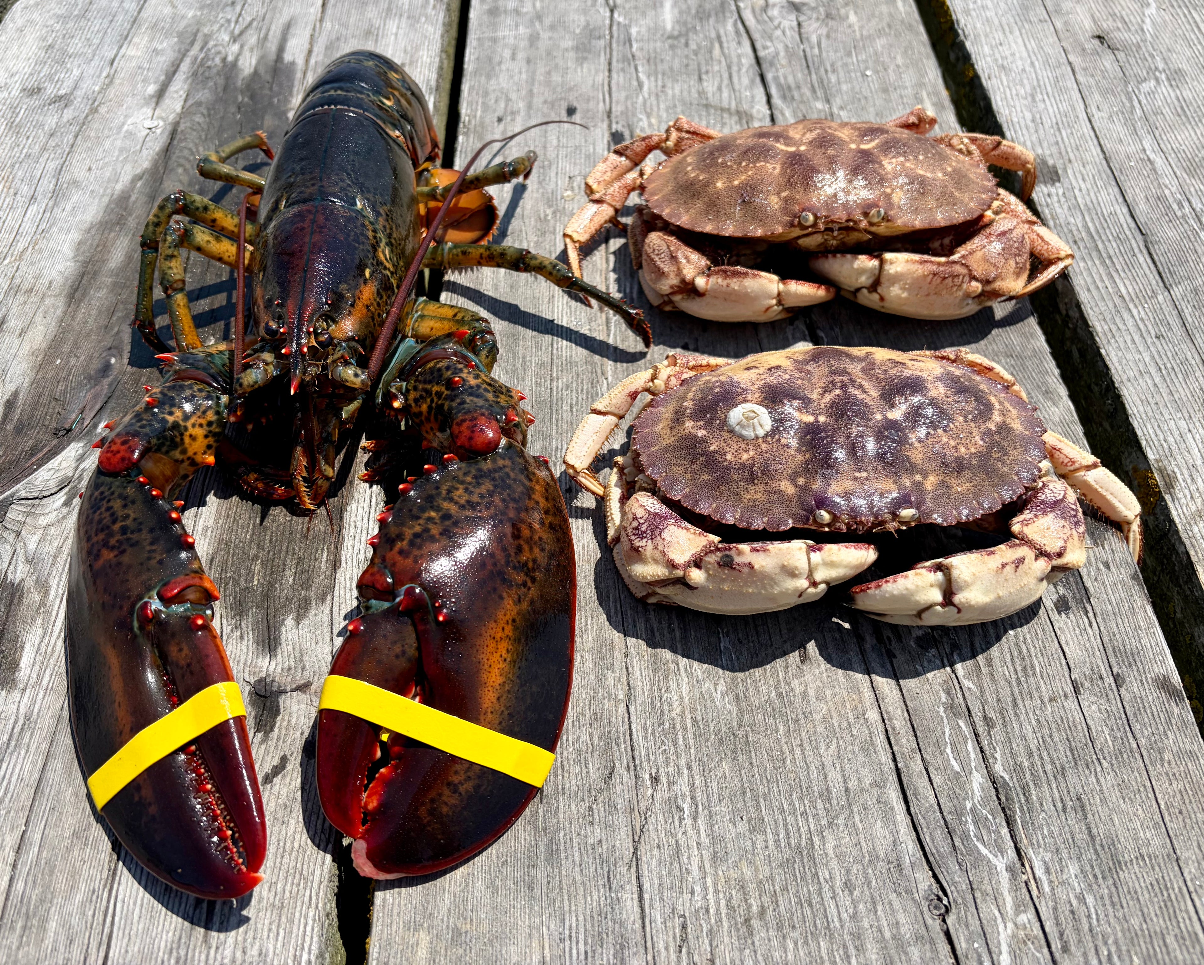 Shedder Meal | Adult