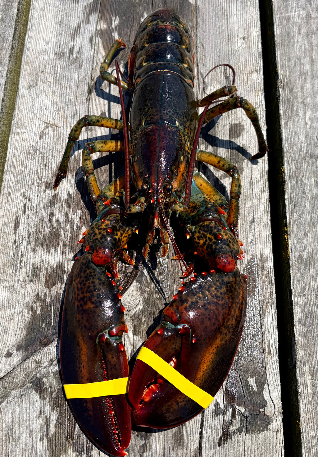 Lobsters Only