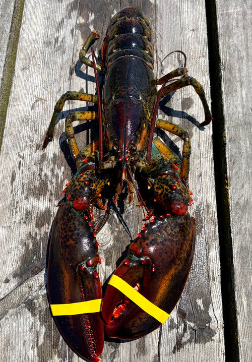 Lobsters Only